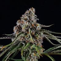 Natural Way Dispensary (MED) logo