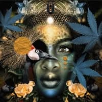 Proud Mary Cannabis (MED) logo