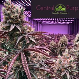 Central Purp logo