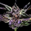 Dragon 420