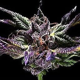 Dragon 420 logo
