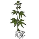 Roots Remedy