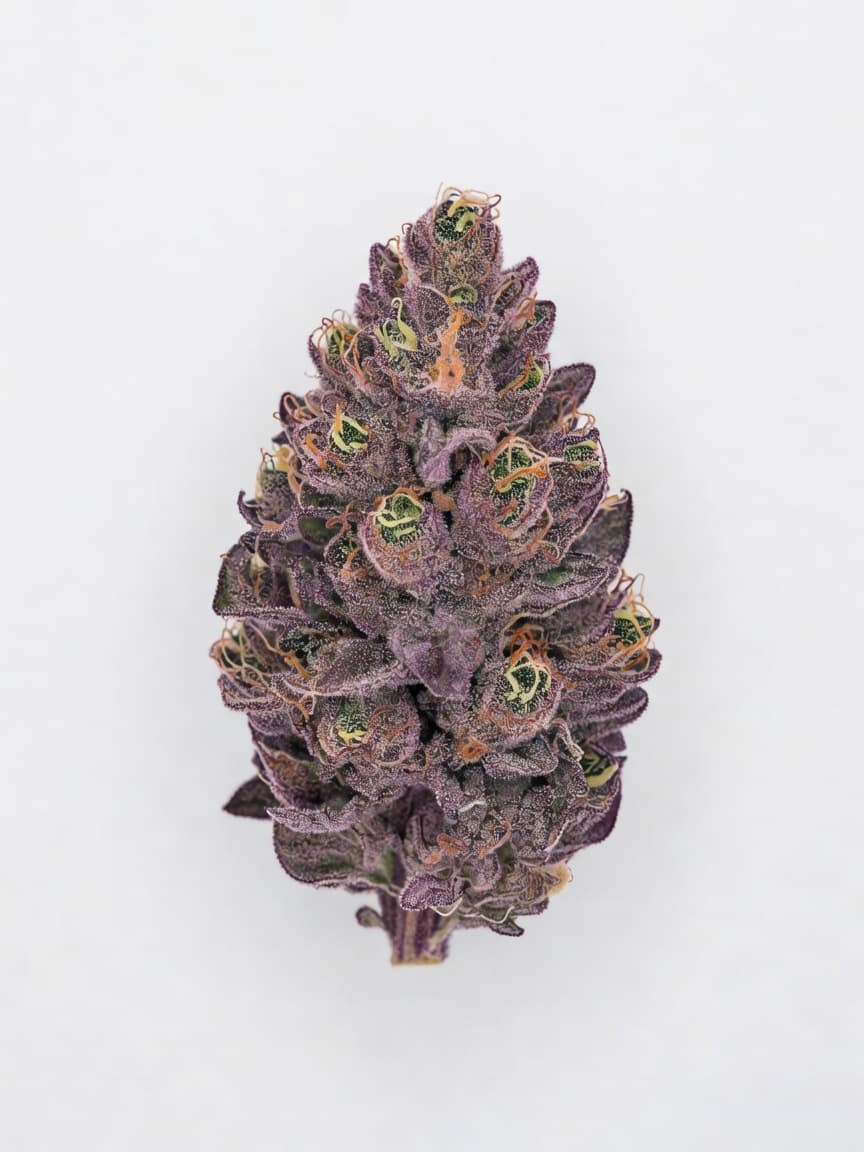 Purple Mazar