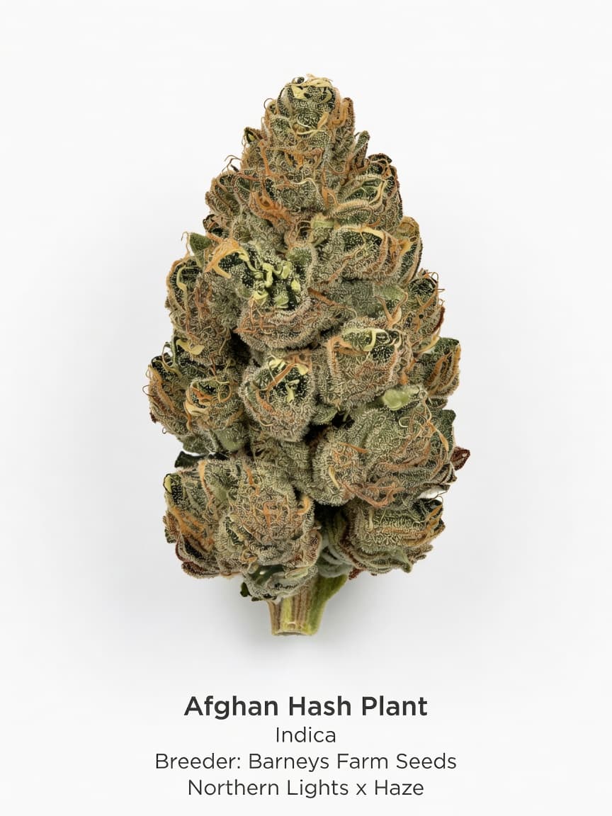 Afghan Hash Plant