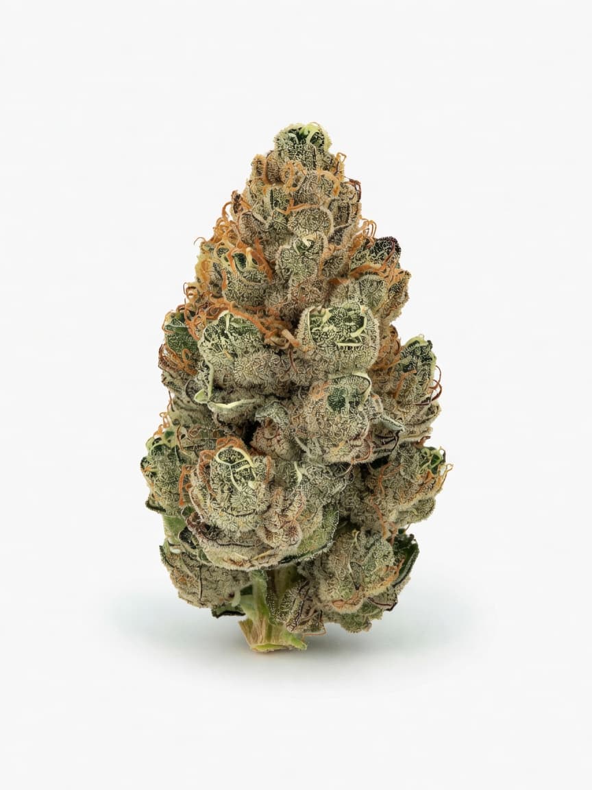 Anesia Scout Cookies