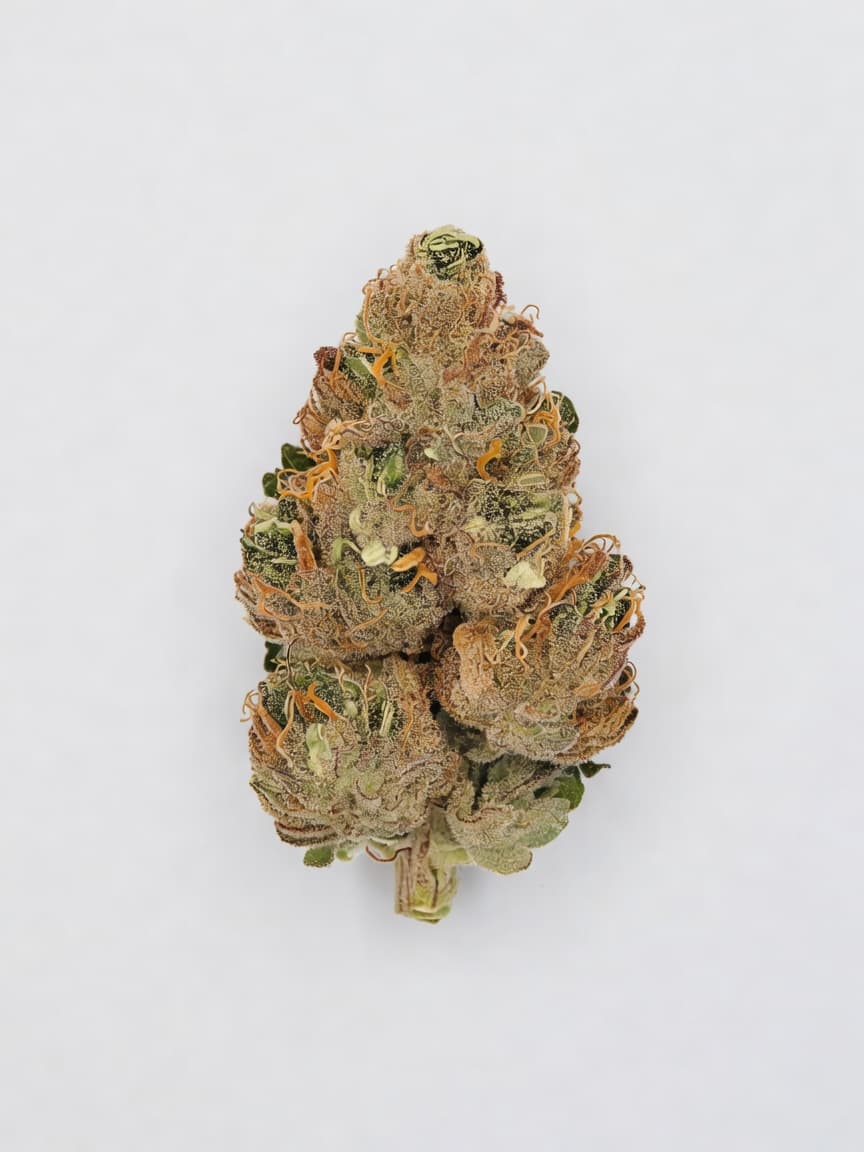 Apple Fritter Auto