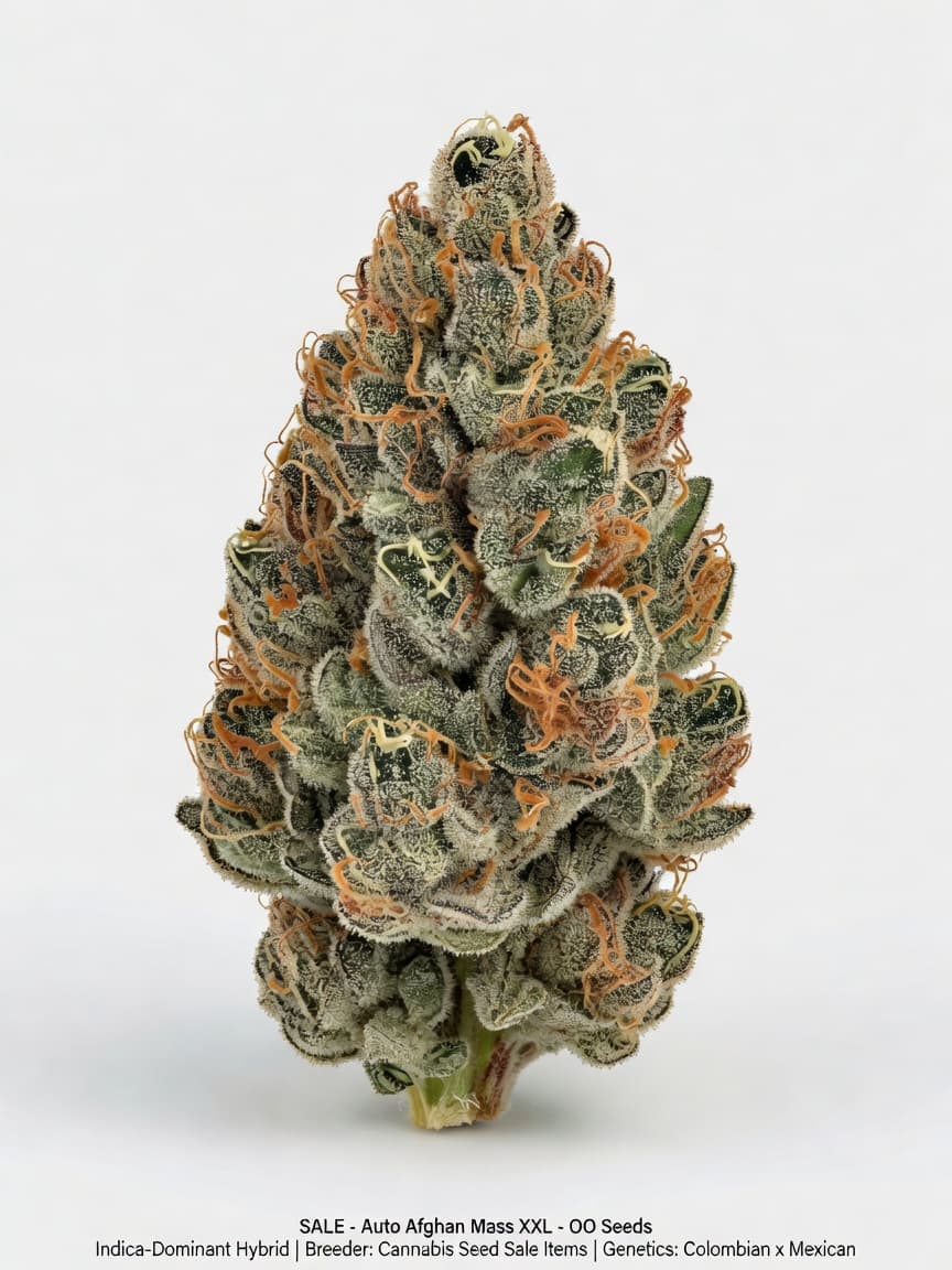 Auto Afghan Mass XXL - OO Seeds