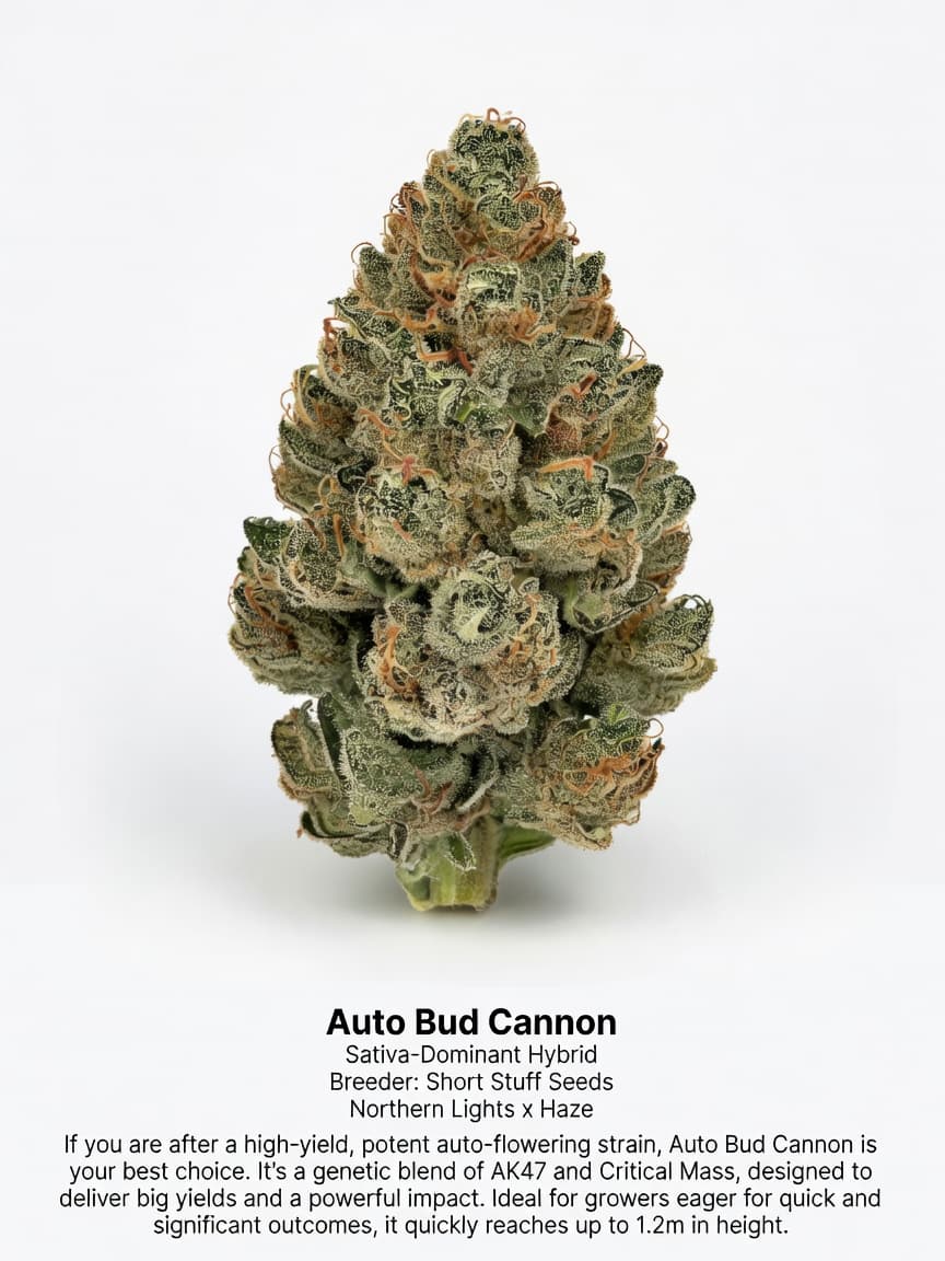 Auto Bud Cannon