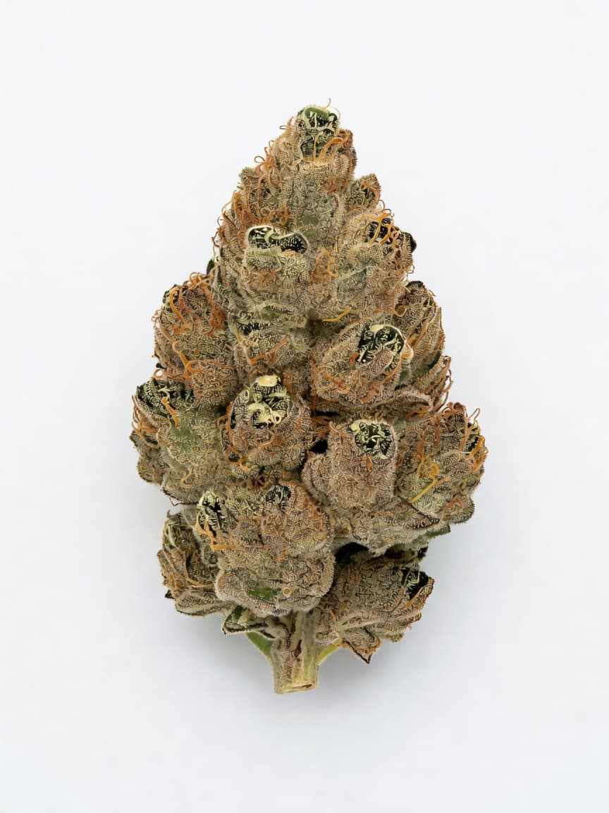 Auto Critical x Auto NL