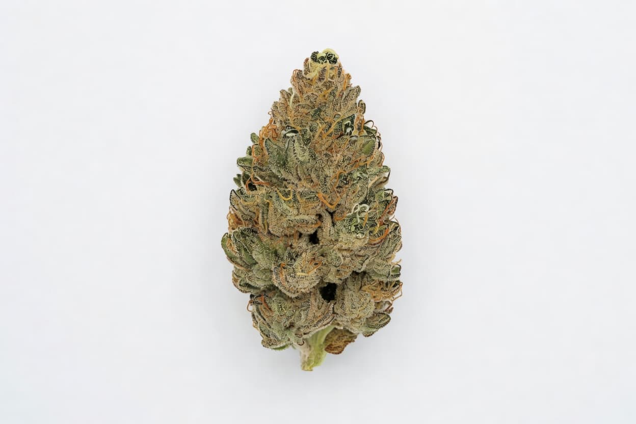 Auto Mokum's Tulip