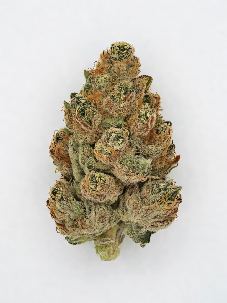 Auto Orange Bud