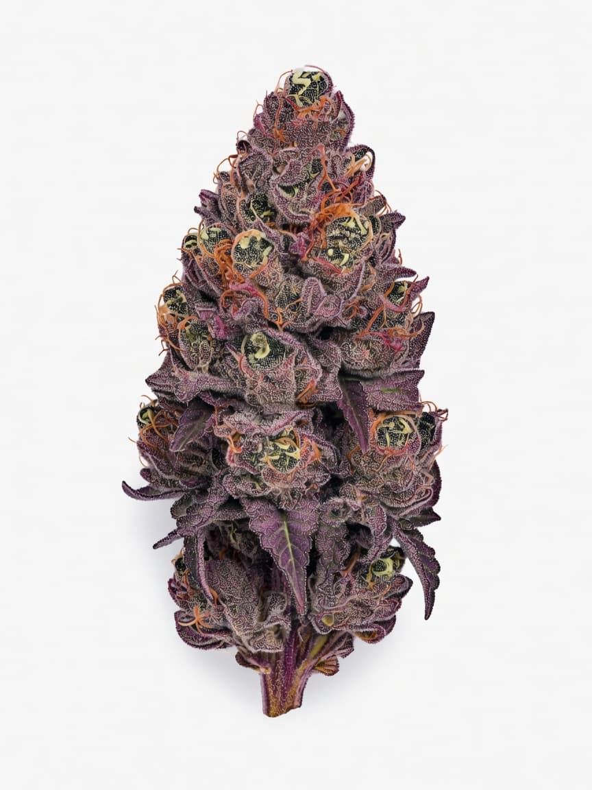 Ayahuasca Purple