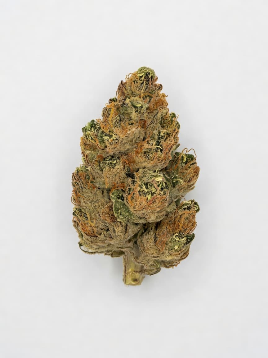Blackberry Gum Auto