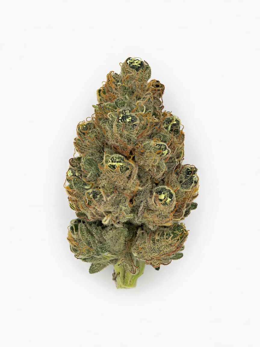 Blimburn America - Blue Dream