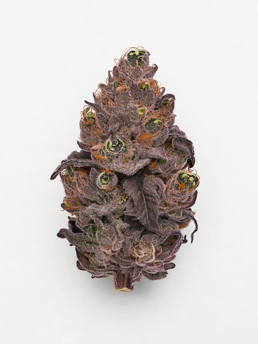 Blimburn America - Critical Daddy Purple