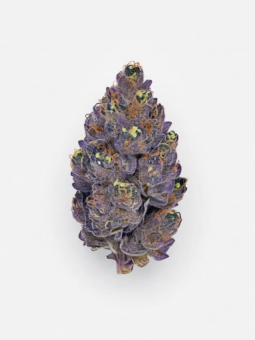 Blue Gelato 41
