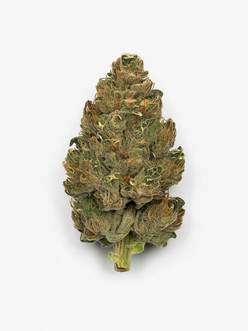 Chong's Choice - Mendocino Skunk
