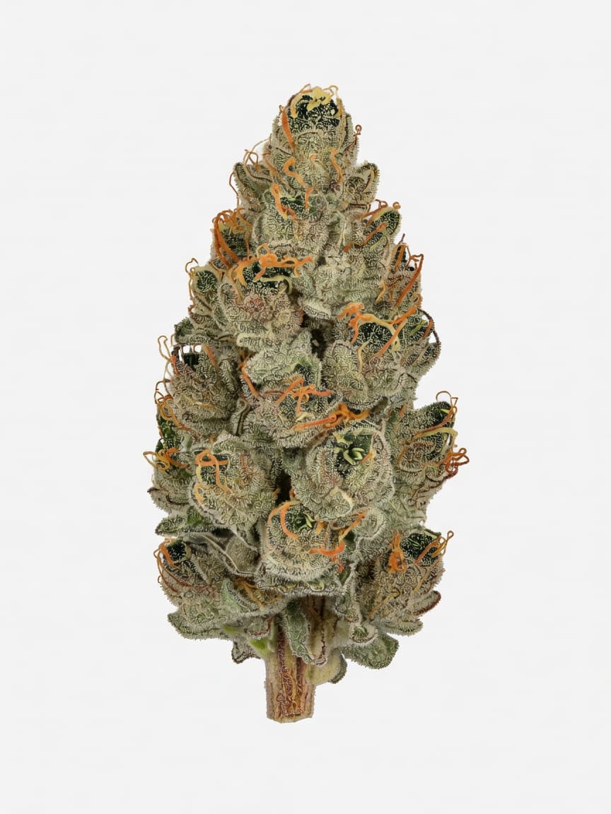 Easy Sativa