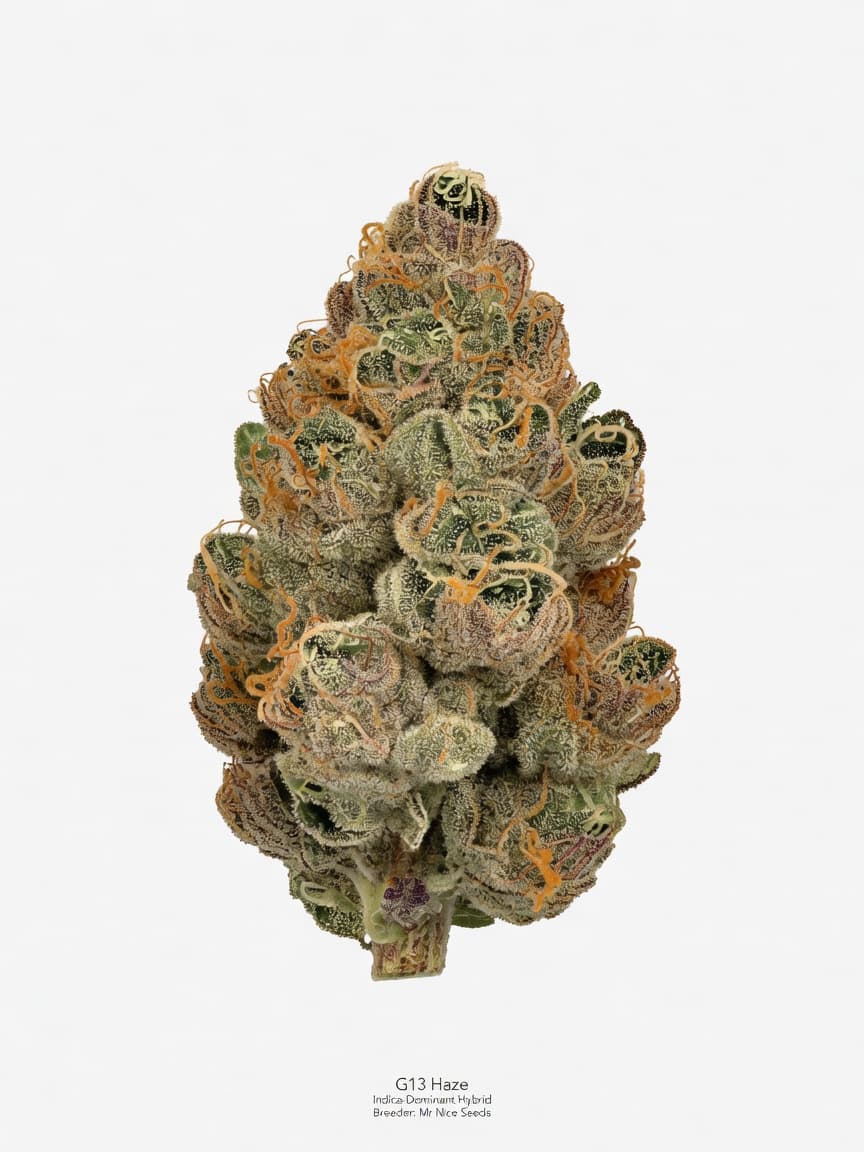 G13 Haze