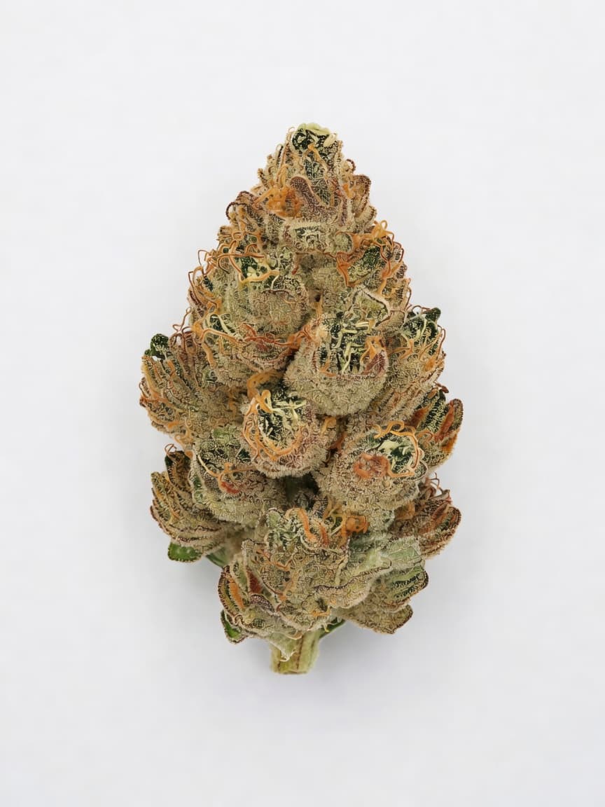 Good Buzz Genetics - Auto Bruce Banner