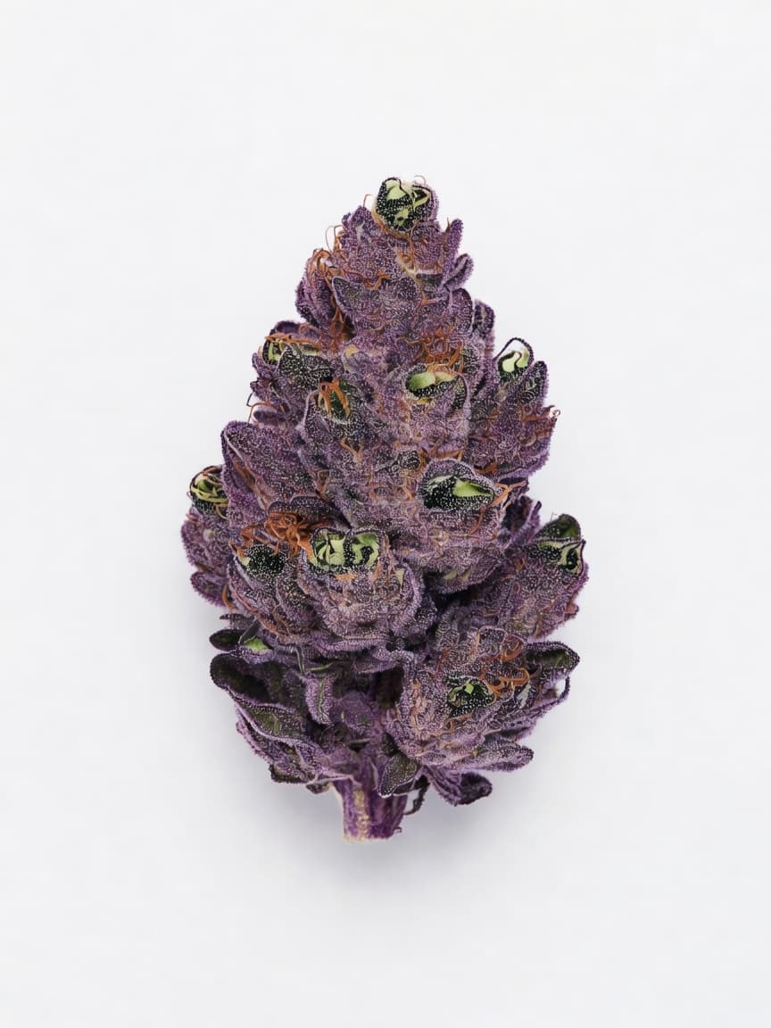 Grand Daddy Purple