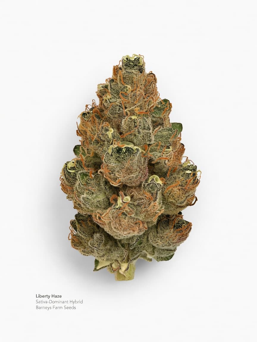 Liberty Haze