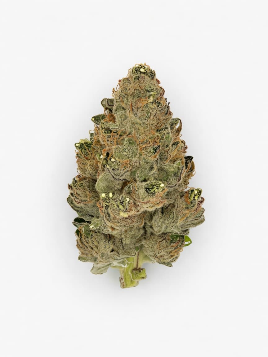 LSD Auto