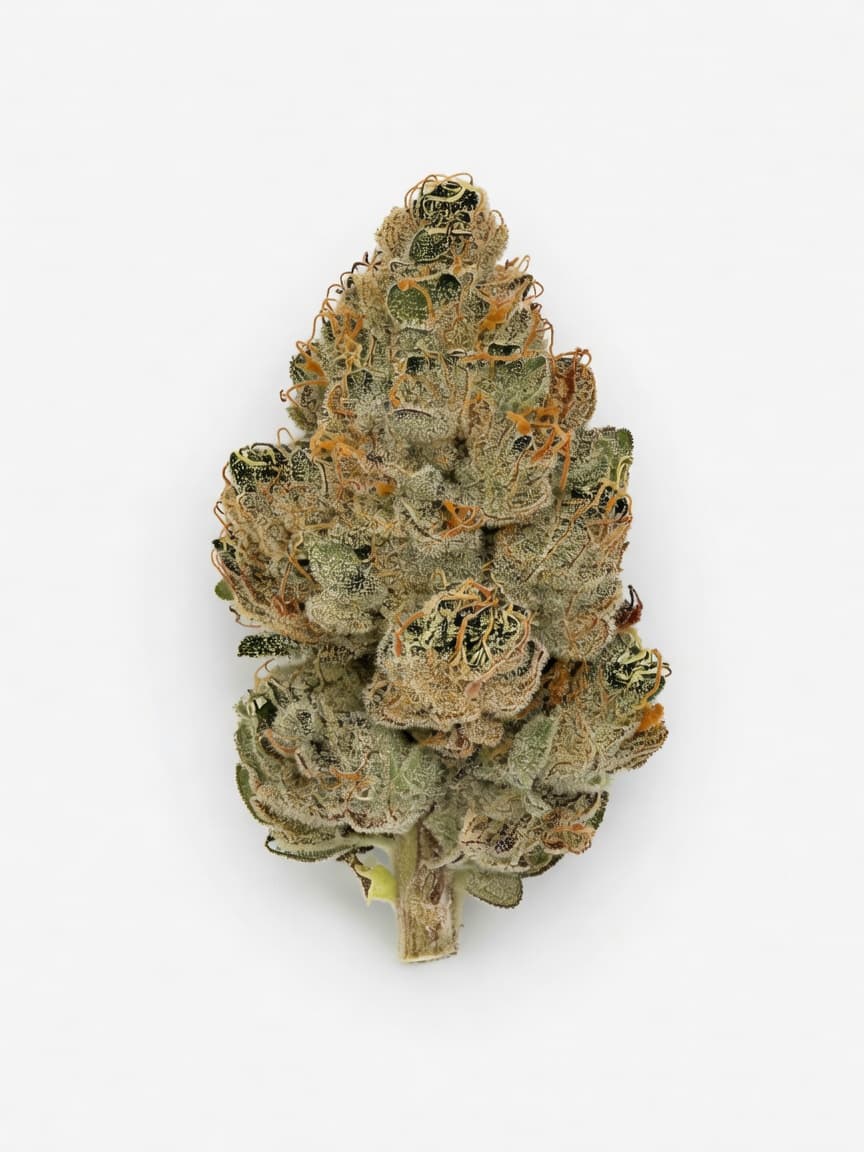 Northern Light Auto