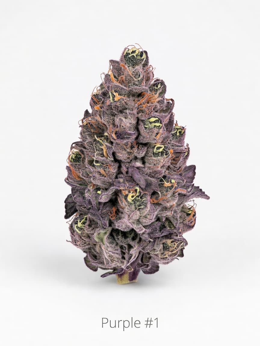 Purple #1