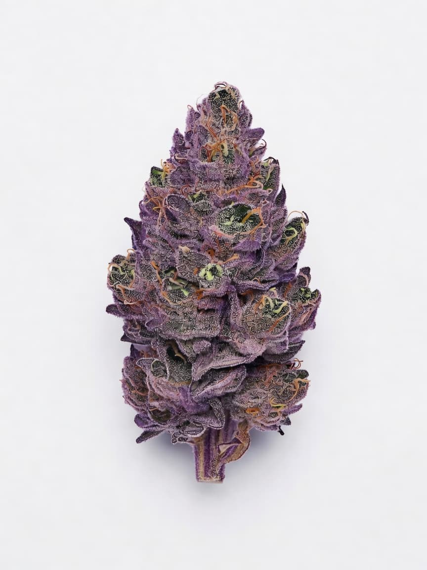Purple Afghan Kush