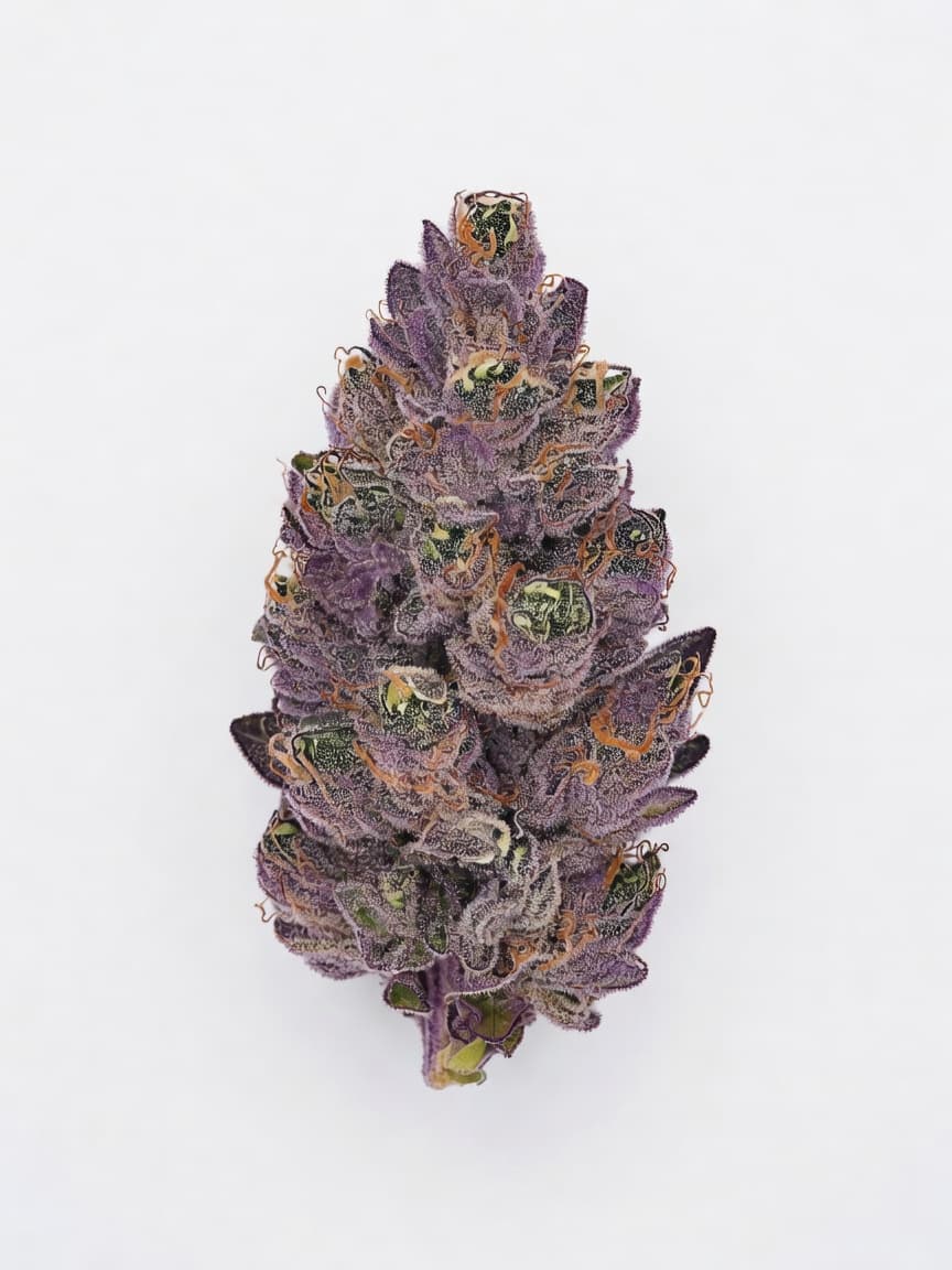 Purple Mazel Tov