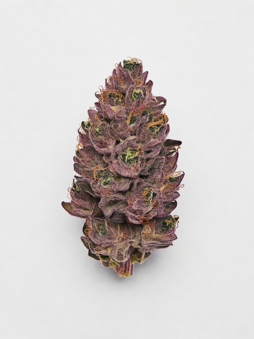 Purple Satellite