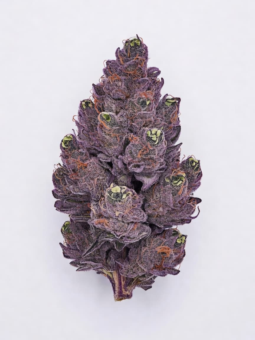 Royal Purple Kush Auto