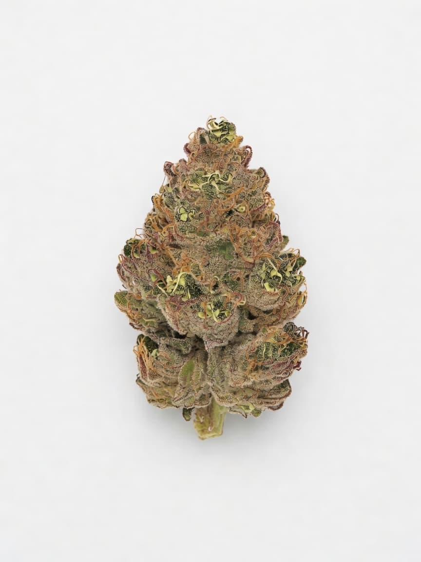 Sherbet Auto