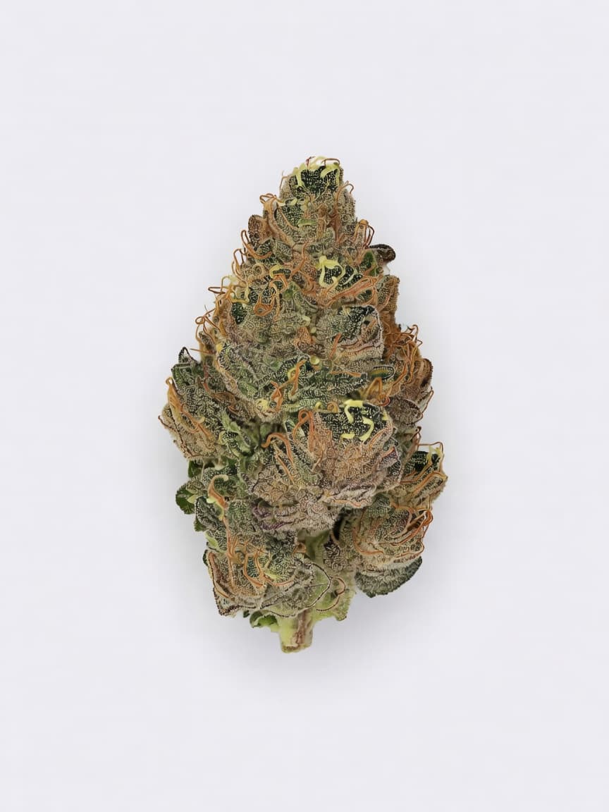 Sugar Black Rose
