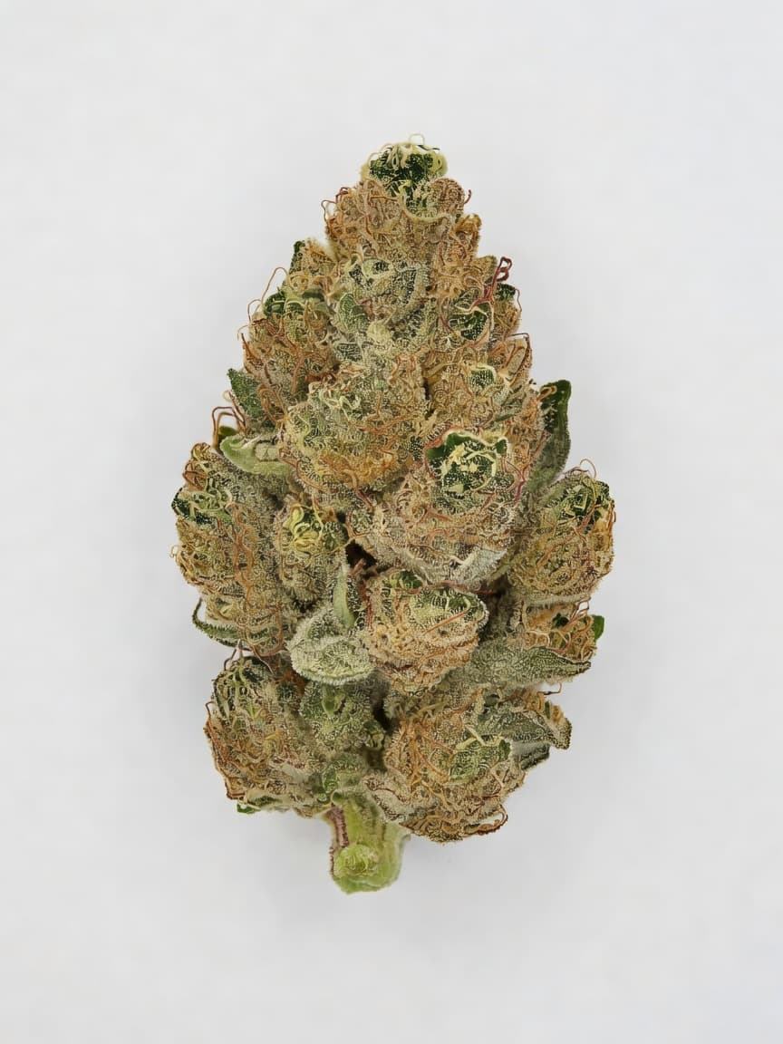 Tropicanna Poison F1 Fast Version