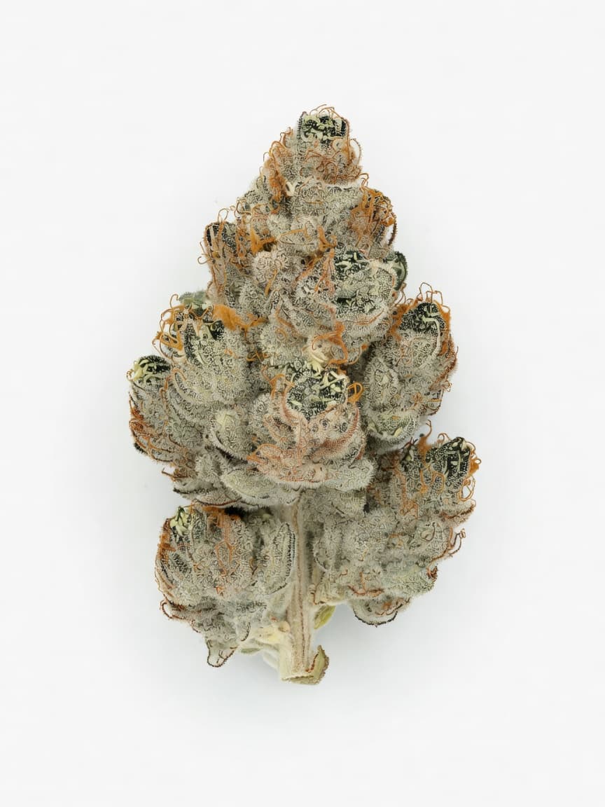 Ultra White Amnesia