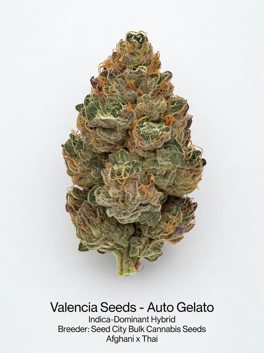 Valencia Seeds - Auto Gelato