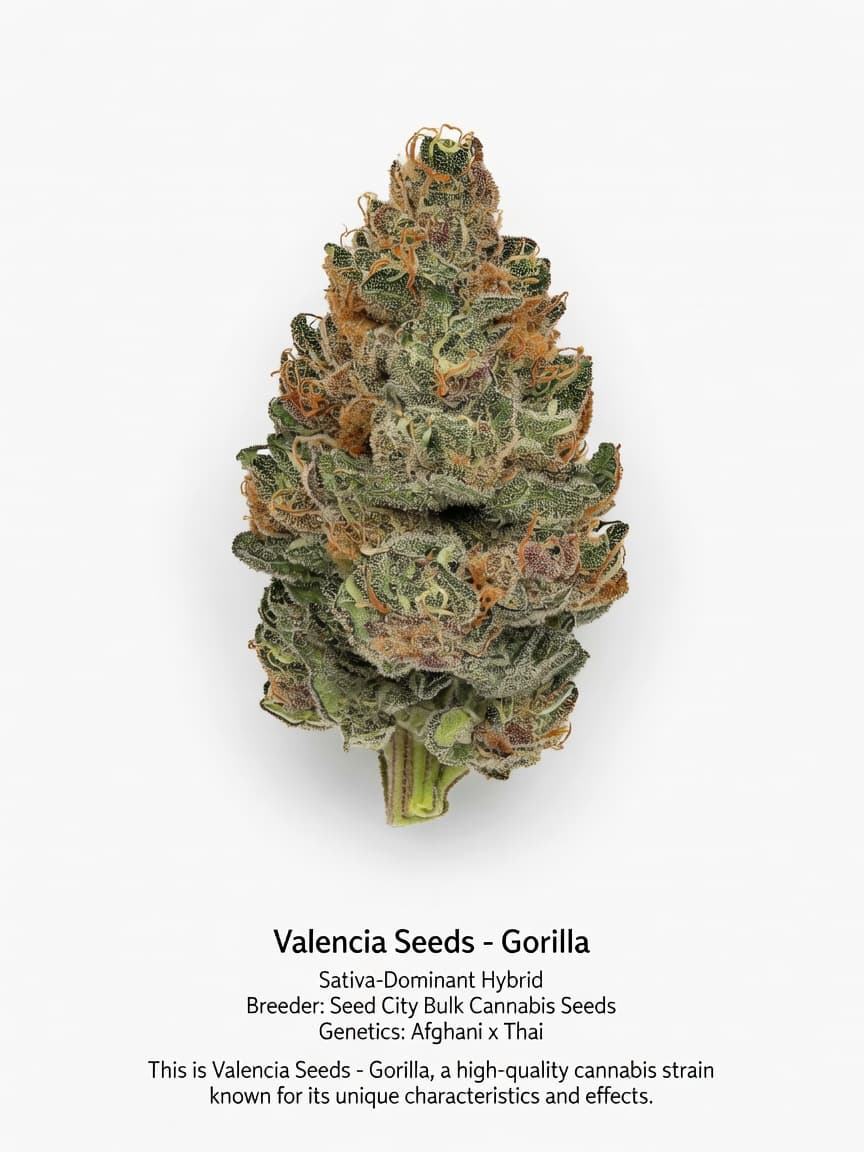 Valencia Seeds - Gorilla