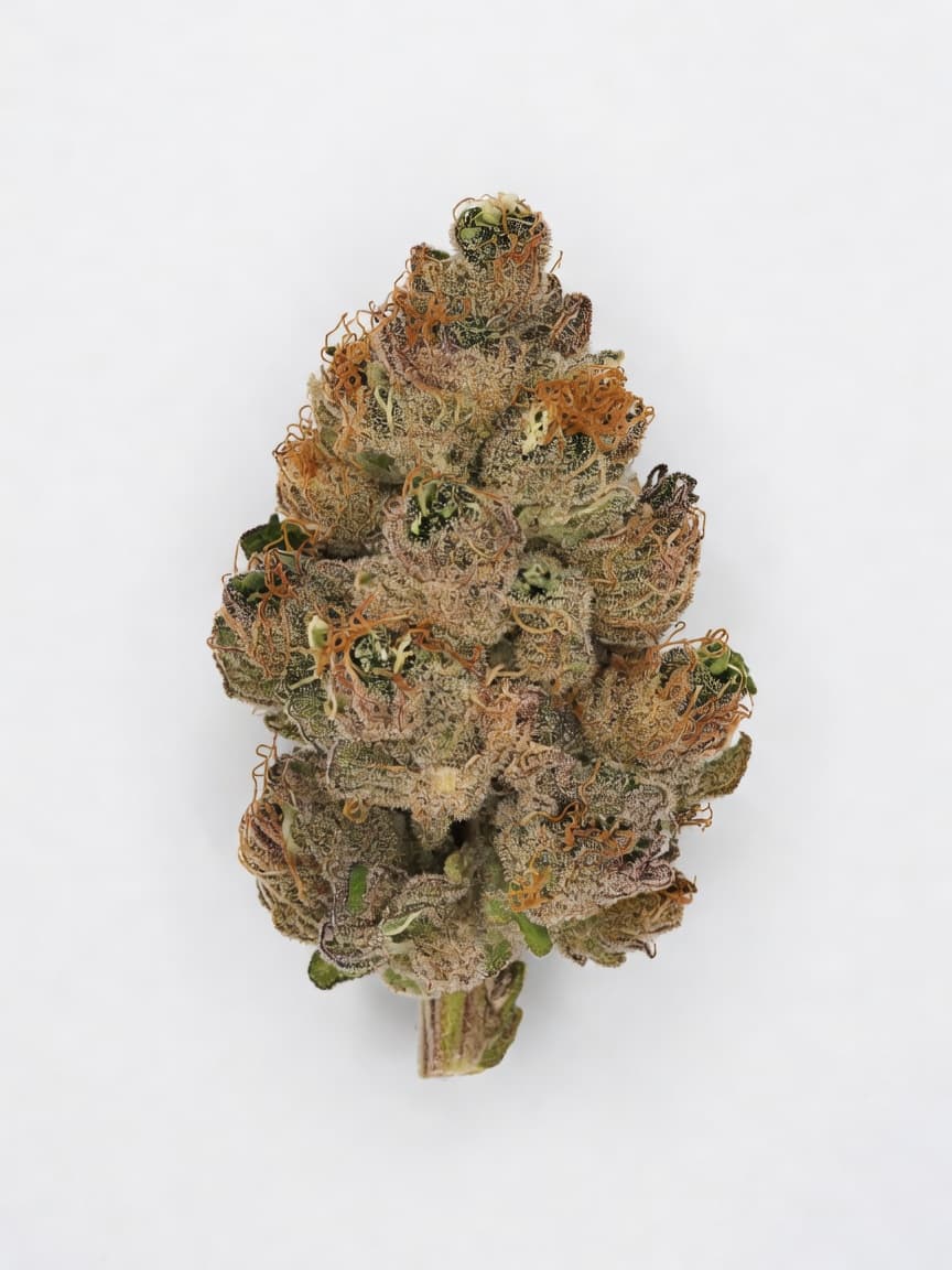 Valencia Seeds - Pink Runtz