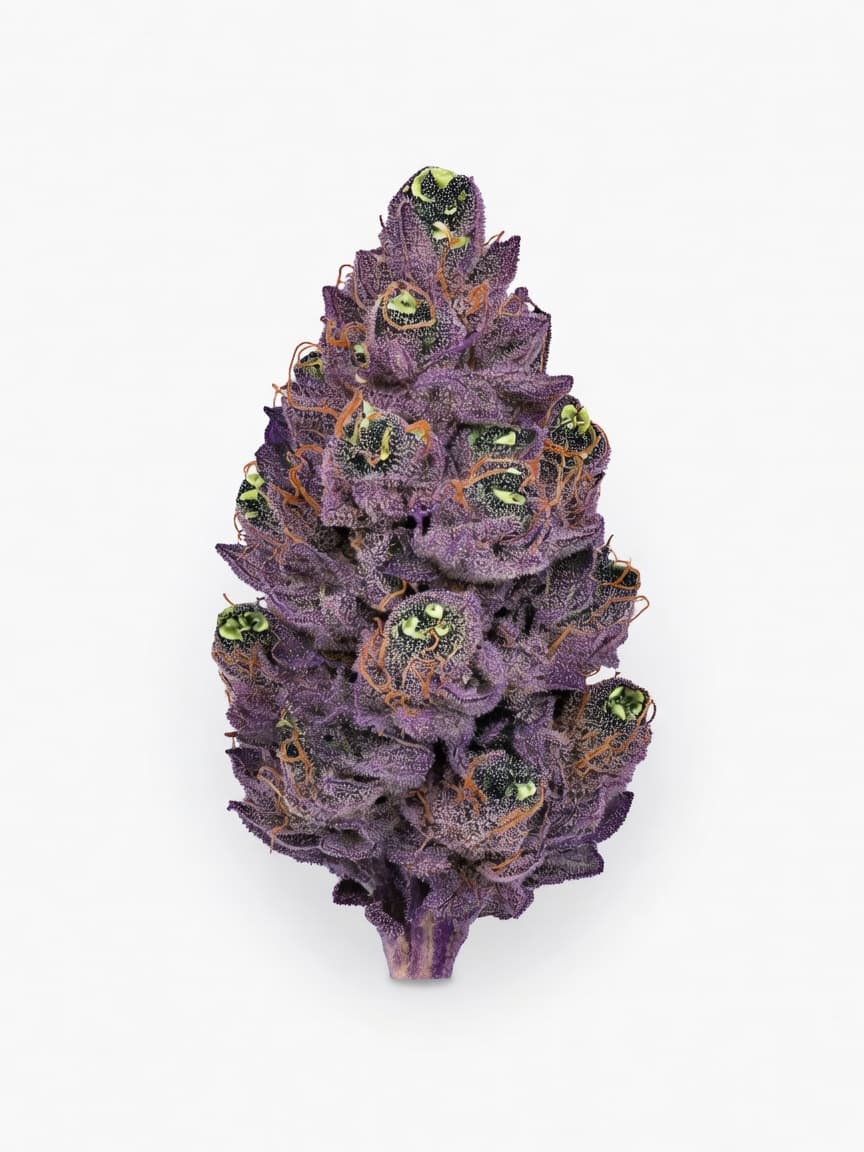 Violet Kush