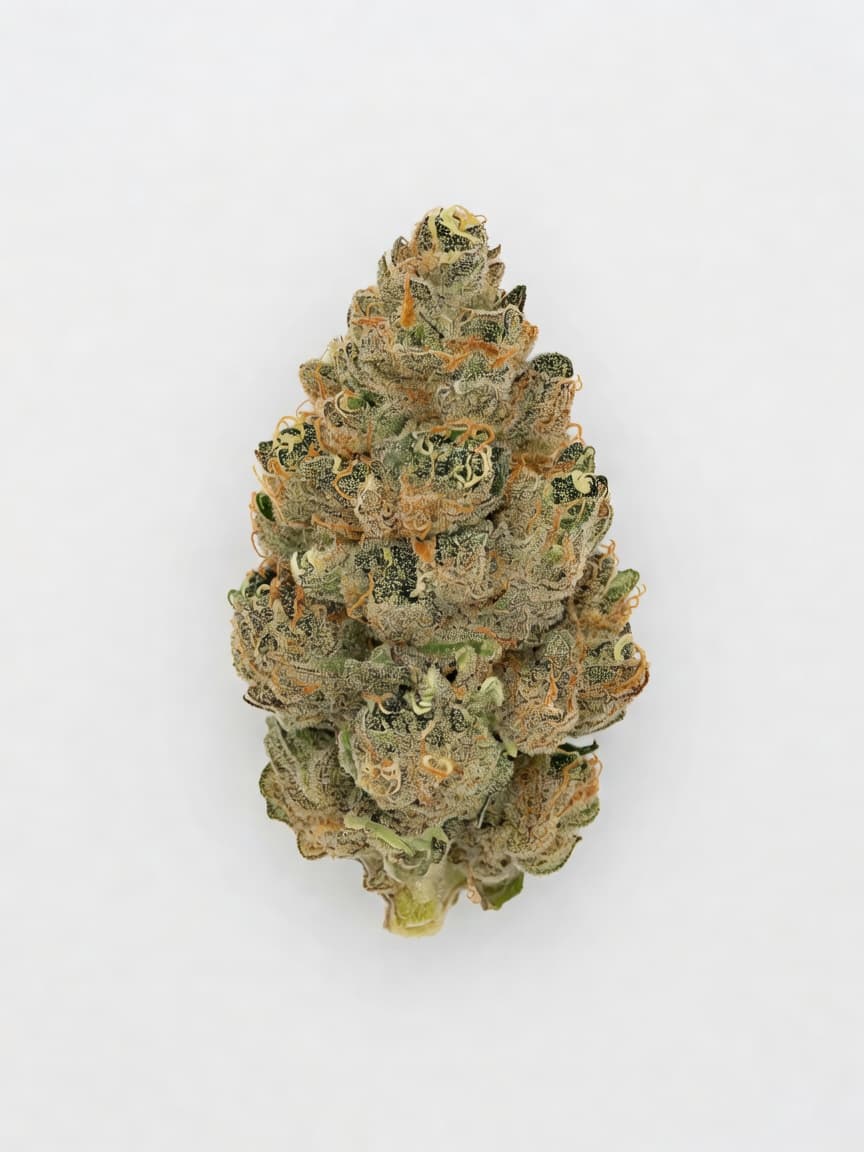 White Haze Automatic
